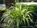 Phormium 'Yellow Wave'