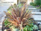 Phormium tenax 'Pink Stripe'