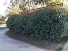 Photinia x fraseri - hedge