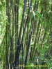 Phyllostachys nigra - foliage