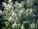 Pittosporum 'Irene Paterson' - foliage