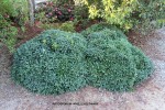 Pittosporum 'Wheeler's Dwarf' - 1