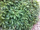 Pittosporum 'Wheeler's Dwarf' - foliage