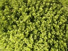 Pittosporum ten. 'Golfball' -foiage