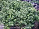 Pittosporum tenuifolium 'Goldstar' 2