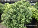 Pittosporum tenuifolium 'Goldstar' - foliage 2