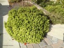 Pittosporum tenuifolium 'Golf Ball'