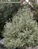 Pittosporum tenuifolium 'Marjorie Channon' 1