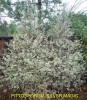 Pittosporum tenuifolium 'Silver Magic'