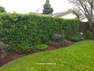 Pittosporum tenuifolium - hedge