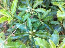 Pittosporum undulatum - berries