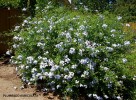 Plumbago auriculata - blooming