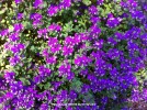 Polygala fruticosa 'Petite Butterflies' - blossom