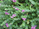 Polygala myrtifolia - detail