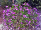 Polygala virgata - blooming