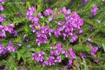 Polygala virgata - blossom