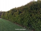 Prunus caroliniana hedge