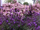 Rhaphiolepis 'Pink Lady' & Lavandula 'Otto Quast'