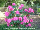 Rhododendron 'Anna Rose Whitney'