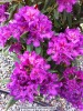 Rhododendron 'Lee's Dark Purple' - blossom