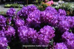 Rhododendron 'Purple Passion' - blossom