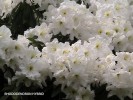 Rhododendron 'White' - blossom