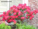 Rhododendron hybrid - red