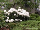 Rhododendron hybrid - white