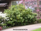 Rhododendron hybrid