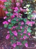 Ribes 'Barry Coate' - blooming