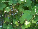 Ribes sanguineum 'Glutinosum' - fruit