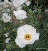 Romneya coulteri - blossom 2