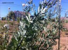 Romneya coulteri - foliage