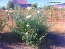 Romneya coulteri