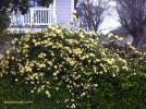 Rosa banksiae 'Lutea' - blooming