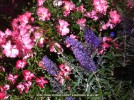 Rose 'Coral Flower Carpet' & Buddleia 'Blue Chip'