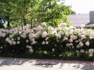 Rose 'Sally Holmes' - fence cover blooming