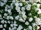 Rose 'White Meidland' - blossom