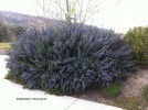 Rosmarinus officinalis 'Tuscan Blue' 3