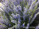 Rosmarinus officinalis 'Tuscan Blue' - blossom