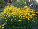 Rudbeckia fulgida sullivantii 'Goldsturm' 1