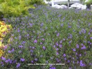 Ruellia brittoniana 'Purple Showers' - blooming mass