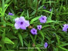 Ruellia brittoniana 'Purple Showers' - blossom & foliage