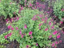 Salvia 'Bererkley' - blooming