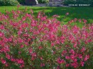 Salvia 'Berzerkeley'