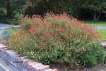 Salvia 'Hot Lips'