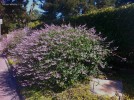 Salvia 'Waverly'  - blooming