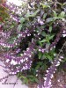 Salvia 'Waverly' - detail