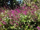 Salvia chiapensis - blossom 2