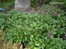 Salvia chiapensis